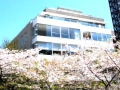 Blossom Terrace